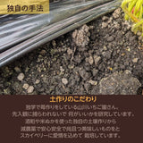 いちご 【山川いちご園】 スカイベリー 1080g 24～36粒（大玉6～8粒×2P)×２箱 栃木県 苺 イチゴ 《1/上旬より出荷》