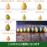 洋梨 【あべき倶楽部】 洋ナシ 2種類入り 1.8kg 3～8個 ご家庭用 訳あり 福島県 洋なし 《10/下旬～11/上旬より出荷》
