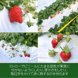 いちご 【アグリハウス秋山】 とちおとめ 3L~4L 大玉 12～15個×2P 750g 翌日配達の地域(東北～近畿）限定 贈答用 福島県 須賀川 苺 《1/上旬～1/中旬より出荷》