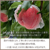 桃 【芦澤農園】 もも 高級 春日居の桃 2kg 中玉 6~7個 お中元 御中元 山梨県笛吹市 《6/下旬～7/上旬より出荷》