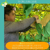 ぶどう 【カンジュクファーム】 葡萄 シャインマスカット 2房 1kg 贈答用 山梨県 《8/下旬～9/上旬より出荷》