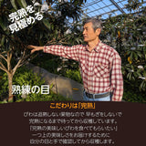 びわ 【谷柴農園】 房州びわ L~2L 1kg  袋入れ 枇杷 千葉県南房総市 天皇献上の実績 《4/下旬～5/上旬より出荷》