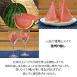 スイカ 【南原ファーム】 高級 波田スイカ 2L～3L 7～9kg 長野県松本市 御中元 《7/中旬より出荷》