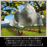 ぶどう 【米山農園】 ナガノパープル 家庭用 2kg 4～6房 長野県安曇野 《9/上旬～9/中旬より出荷》