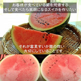 スイカ 【富里すいか園】 富里スイカ  L～2L 6～8kg 1個 千葉県富里市 すいか 父の日 《5/下旬～6/上旬より出荷》