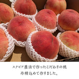 桃 【菊池園芸】 もも あかつき まどか 3kg 8～12個 福島県 伊達市 贈答用 ステビア桃  《7/下旬～8/上旬より出荷》