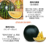 スイカ 【南原ファーム】 高級 波田スイカ 黄肉スイカ 2L～3L 7～9kg 長野県松本市 御中元 《7/中旬より出荷》