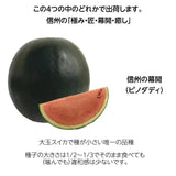 スイカ 【南原ファーム】 高級 波田スイカ 2L～3L 7～9kg 長野県松本市 御中元 《7/中旬より出荷》