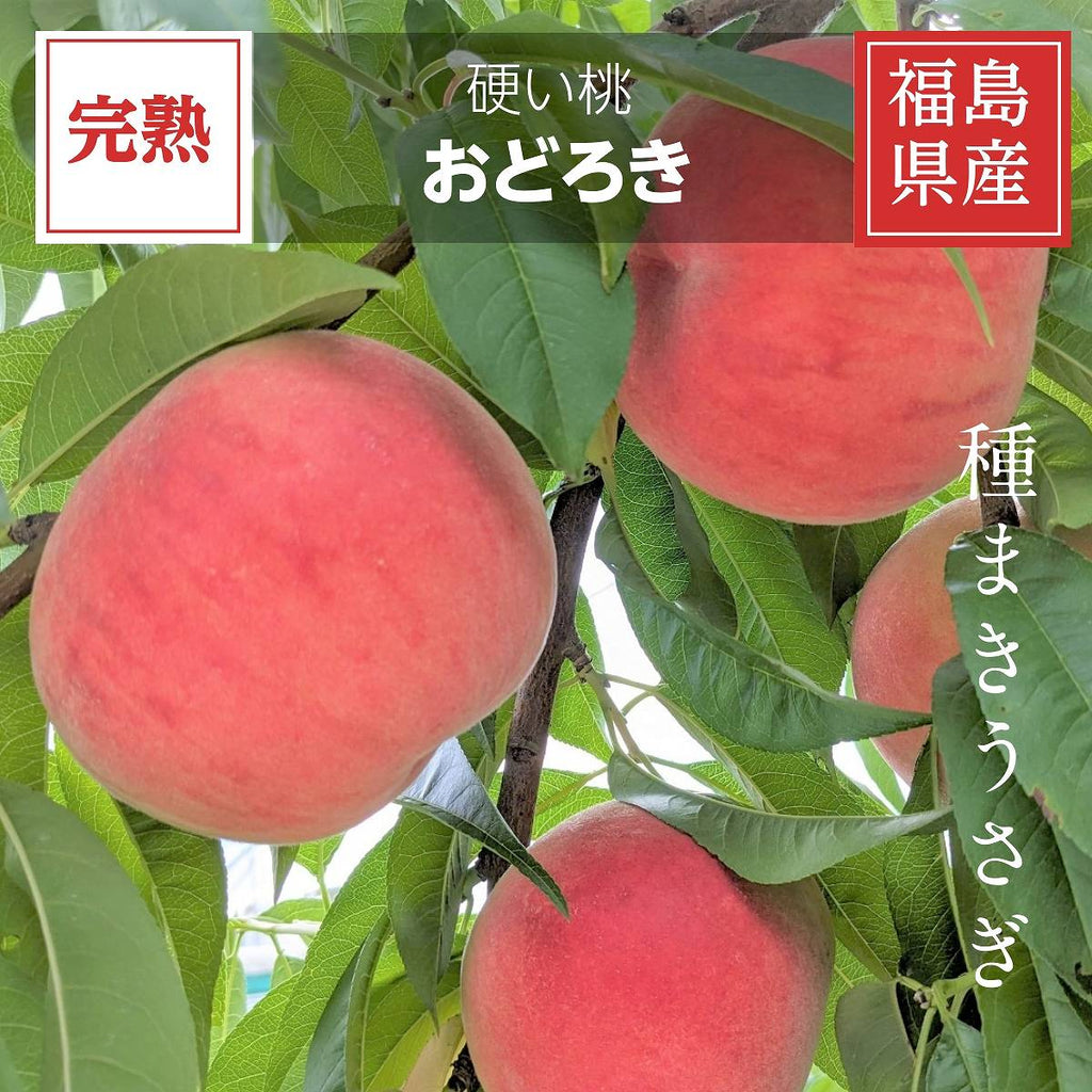 桃 【種まきうさぎ】硬い おどろき 5kg（13～18個） もも 福島県伊達市 《8/10～8/20の出荷》