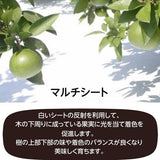 柑橘 【高石垣ファーム】 有田地区 柑橘食べ比べ 3種類以上 家庭用 4kg 訳あり みかん 和歌山県 《3/上旬～3/中旬より出荷》