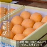 びわ 【谷柴農園】 房州びわ 希少 特大ビッグ 4L 12個 1.3kg 贈答用 枇杷 千葉県南房総市 天皇献上の実績 母の日 父の日 《4/下旬～5/上旬より出荷》