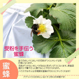 いちご 【アグリハウス秋山】 とちおとめ 250g×4パック 翌日配達の地域(北海道・中国・四国・九州・沖縄以外）限定　福島県須賀川 苺 イチゴ 《12/中旬より出荷》