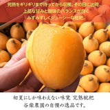 びわ 【谷柴農園】 房州びわ 大粒 2L 12個 1kg 贈答用 枇杷 千葉県南房総市 天皇献上の実績 母の日  父の日 《4/下旬～5/上旬より出荷》