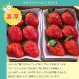いちご 【山川いちご園】 スカイベリー 1080g 24～36粒（大玉6～8粒×2P)×２箱 栃木県 苺 イチゴ 《1/上旬より出荷》