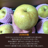 梨 【 アウーファーム 】 白井の梨 かおり 5kg 5~8個 贈答用 しろいの梨 千葉県白井市《9/中旬～10/上旬の出荷》