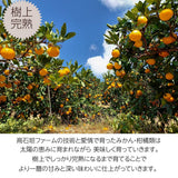 みかん 【高石垣ファーム】 有田みかん 贈答用 まろやか甘味みかん L 4.5キロ 和歌山県有田川町 《12/上旬～12/中旬より出荷開始》
