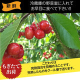 さくらんぼ 【佐藤幸男農園】 佐藤錦 2L 1kg 置き並べ 贈答用 プレゼント 福島県 《6/中旬～6/下旬の出荷》