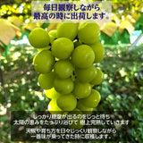 ぶどう 【カンジュクファーム】 葡萄 シャインマスカット 2房 1kg 贈答用 山梨県 《8/下旬～9/上旬より出荷》