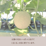 メロン 【トヨタ緑産】 肥料屋さんが作った あま～いメロン 2玉 2.4㎏ 家庭用 静岡県磐田市