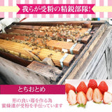 いちご 【有慶農園】 とちおとめ  250ｇ×４パック 福島県須賀川 苺 イチゴ