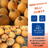 びわ 【谷柴農園】 房州びわ サイズ色々 1kg 家庭用 枇杷 千葉県南房総市 天皇献上の実績 《4/下旬～5/上旬より出荷》