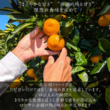 みかん 【高石垣ファーム】 有田みかん 贈答用 まろやか甘味みかん L 4.5キロ 和歌山県有田川町 《12/上旬～12/中旬より出荷開始》
