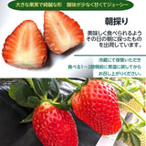 いちご 【山川いちご園】 スカイベリー 540g 12～18粒（大玉6～8粒×2パック) 栃木県 苺 イチゴ 《1/上旬より出荷》