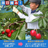 さくらんぼ 【佐藤幸男農園】 佐藤錦 2L 1kg 置き並べ 贈答用 プレゼント 福島県 《6/中旬～6/下旬の出荷》