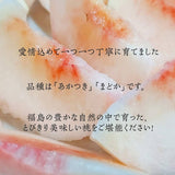 桃 【菊池園芸】 もも あかつき まどか 3kg 8～12個 福島県 伊達市 贈答用 ステビア桃  《7/下旬～8/上旬より出荷》
