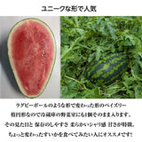 スイカ 【あさあけ農場】ペイズリースイカ 1玉 5〜6kg 山形県 尾花沢《7/下旬〜8/上旬より出荷》