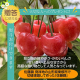 さくらんぼ 【一愛農園】 佐藤錦 M 特秀 100g×2 & 山形産フルーツゼリー 贈答用 母の日 父の日 山形県東根市 《4/下旬～5/上旬より出荷》