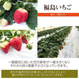 いちご 【有慶農園】 とちおとめ  250ｇ×４パック 福島県須賀川 苺 イチゴ