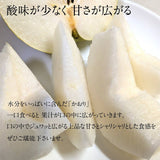 梨 【 アウーファーム 】 白井の梨 かおり 5kg 5~8個 贈答用 しろいの梨 千葉県白井市《9/中旬～10/上旬の出荷》
