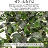紫 小松菜 【あさあけ農場】 150g×30袋 4.5kg 当日収穫 山形県尾花沢市 紫小松菜 業務用