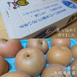 梨 【 大塚果樹園 】 白井の梨 5kg  10～16個 贈答用 しろいの梨 千葉県白井市《9/上旬～9/中旬の出荷》