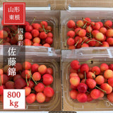 さくらんぼ 【四喜彩】 佐藤錦 800g（200g×4） 家庭用 M/L 山形県 東根市
