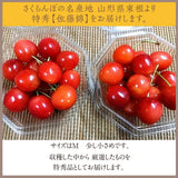 さくらんぼ 【一愛農園】 佐藤錦 ダイヤパック100g×２ 200g 特秀 M 母の日 山形県 東根市 《4/下旬～5/上旬より出荷》