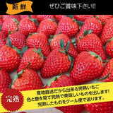 いちご 【山川いちご園】 スカイベリー 1080g 24～36粒（大玉6～8粒×2P)×２箱 栃木県 苺 イチゴ 《1/上旬より出荷》