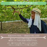 ぶどう 【ﾌﾙｰﾂﾌｧｰﾑいしくら】 葡萄 シャインマスカット クイーンニーナ ３～４房ずつ 3.6kg 高糖度 山梨県 《8/17日頃～8/下旬より出荷》