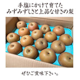 梨 【 大塚果樹園 】 白井の梨 5kg  10～16個 贈答用 しろいの梨 千葉県白井市《9/上旬～9/中旬の出荷》