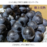 ぶどう 【米山農園】 ナガノパープル 家庭用 2kg 4～6房 長野県安曇野 《9/上旬～9/中旬より出荷》