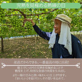 ぶどう 【ﾌﾙｰﾂﾌｧｰﾑいしくら】 葡萄 シャインマスカット 1房 大房 700g 高糖度 山梨県 贈答用化粧箱 《8/10日頃～8/中旬より出荷》