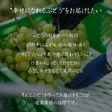 ぶどう 【境果樹園】 シャインマスカット クイーンルージュ 1~2房ずつ 約1kg 長野県須坂市 《9/下旬～10/上旬より出荷》