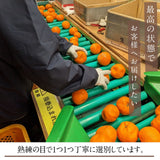 みかん 【昇果園】 青島みかん M~L 10kg 約80～100個 贈答用 静岡県 浜松市 蜜柑 ミカン 《1/中旬～1/下旬より出荷開始》
