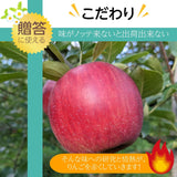 りんご 【有我果樹園】 2色 リンゴ ぐんま名月 フジ 3kg 9～11個 御歳暮 福島県須賀川市《11/下旬～12/上旬より出荷》
