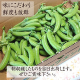 スナップえんどう 【松浦農園】 4kg (1kg×4箱) 業務用 福島県伊達市 当日収穫 新鮮 えんどう豆 スナップエンドウ 《4/上～4/中より出荷》