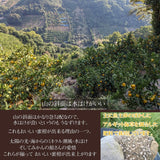 しらぬい 【みかんの館】 有田 ブランド産地 田村地区産 熟デコ 不知火 3㎏ 訳あり 家庭用 和歌山県 デコポン と同品種 みかん 柑橘 《2/下旬～3/上旬より出荷》