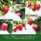 いちご 【有慶農園】 とちおとめ デラックス 3L～4L 大玉24～30粒（12～15個×2パック） 福島県須賀川 苺 イチゴ 《1/中旬～1/下旬より出荷》