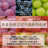 ぶどう 【境果樹園】 葡萄 詰め合わせ 家庭用 約2kg 3～5房 長野県須坂市 《9/下旬～10/上旬より出荷》
