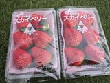 いちご 【山川いちご園】 スカイベリー 1080g 24～36粒（大玉6～8粒×2P)×２箱 栃木県 苺 イチゴ 《1/上旬より出荷》